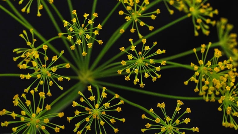 Fenugreek
