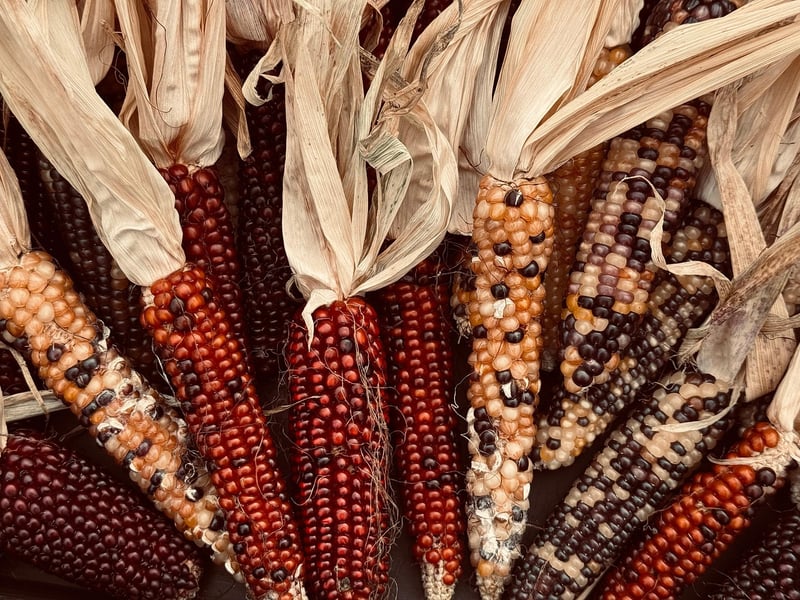 Plant-Based Movement